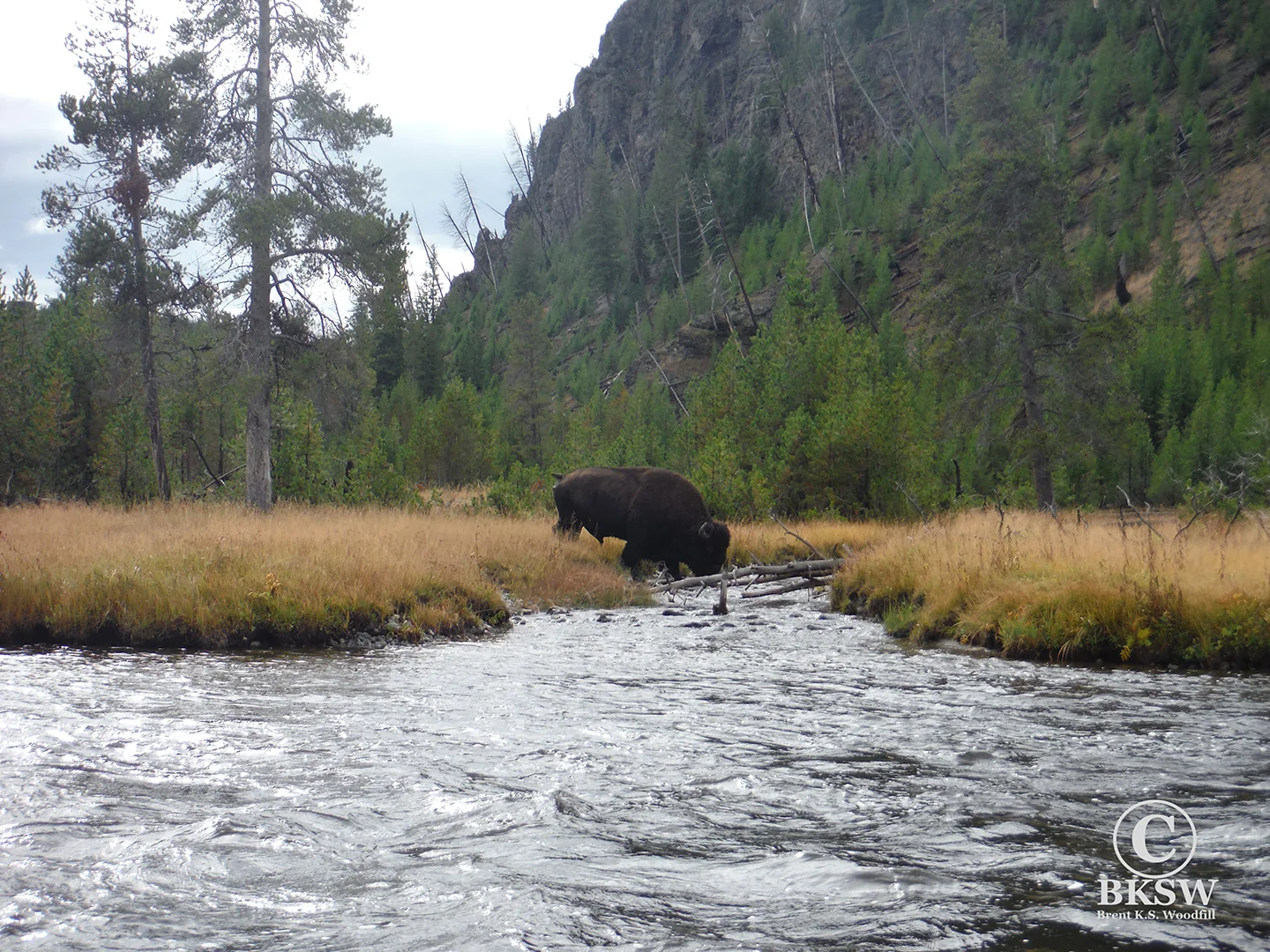 Bison crossing