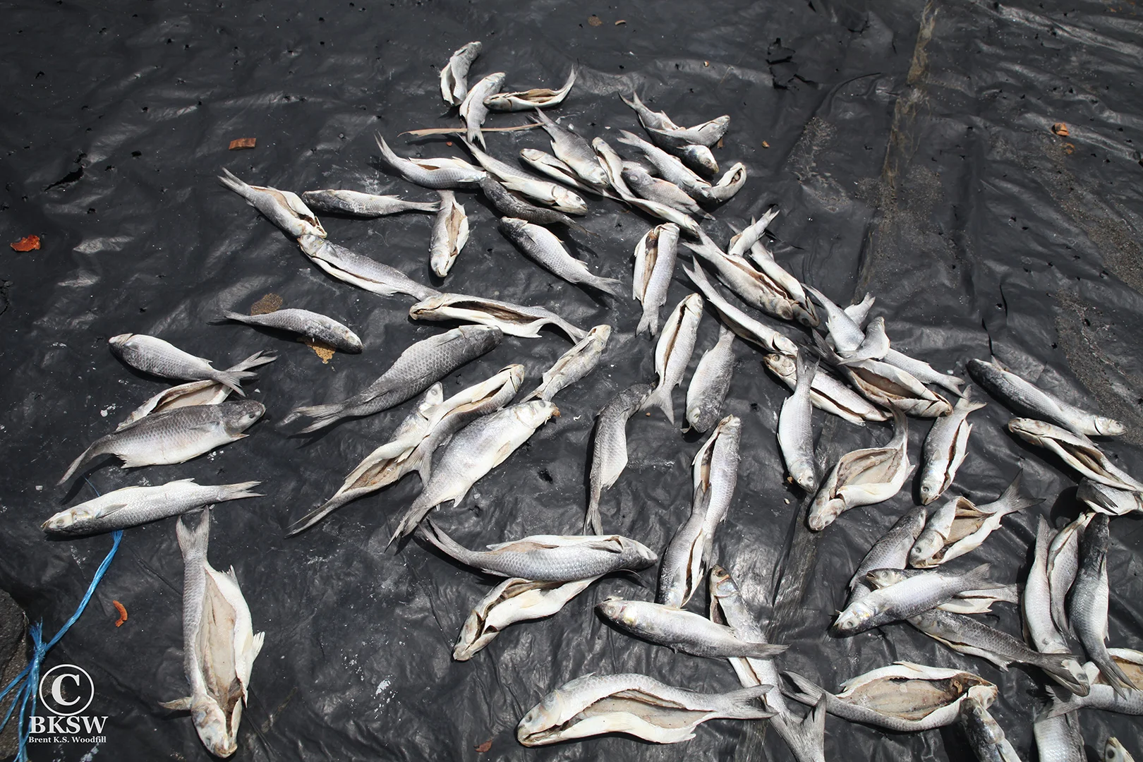 Salted fish in Sipacate