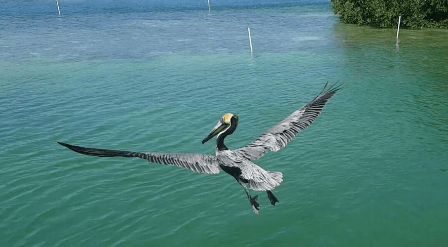 key-west-wildlife-center.jpg