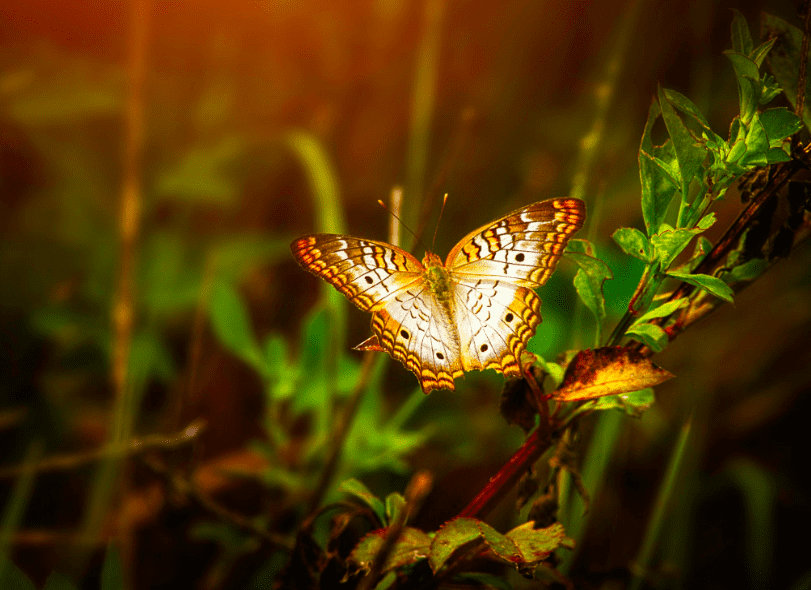 Key-west-butterfly-nature-conservatory.jpg