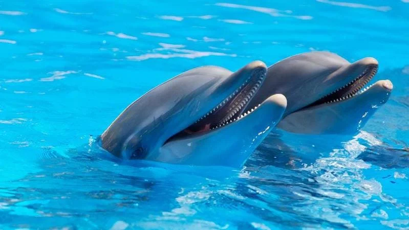 dolphin-adventure.jpg