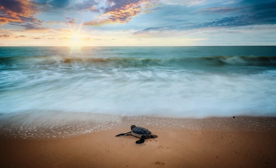 Saving Harry: the story of Harry the Healing Turtle & his trackable journey after release