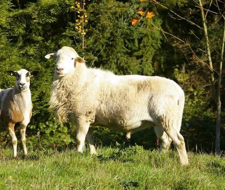 MCD Semper Paratis as a yearling in 2012. He’s worked well with my genetics adding size, good growth, muscling and parasite resistance. His daughters milk well raising twins and triplets