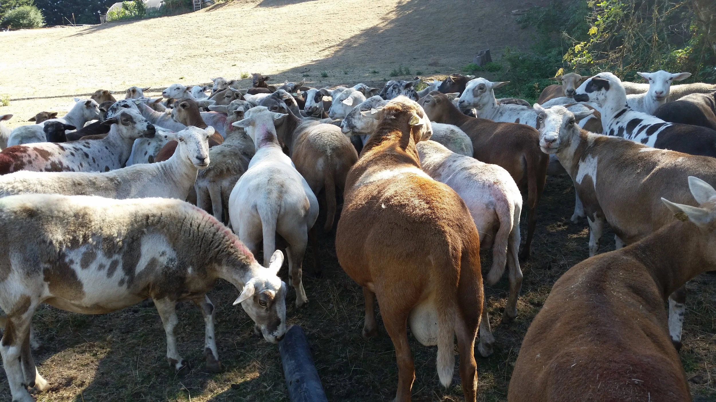 LDK 16-1 is my COR American Warrior son that’s siring thick lambs with plenty of meat in the hindquarters