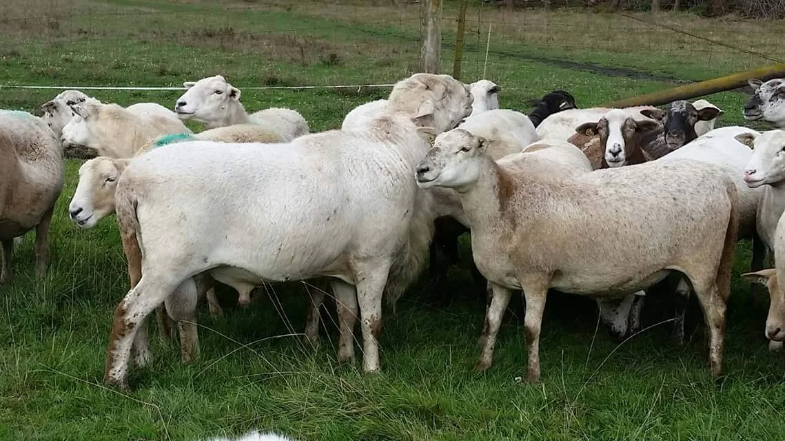 KRK 4199 is a RR twin son of Semper Paratus and out of a VJ triplet ewe. He sires correct, thick, growthy lambs and his daughters milk well