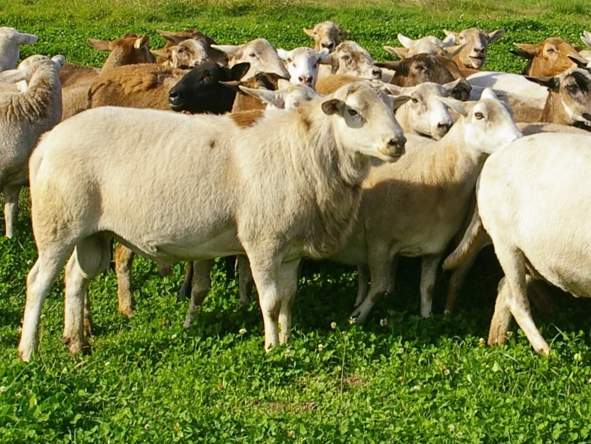 KRK 2124 RR is a twin. As a foundation sire he’s added excellent feet and legs, we no longer need to trim feet. His daughters milk well and are parasite resistant. He puts thick hindquarters on his lambs.