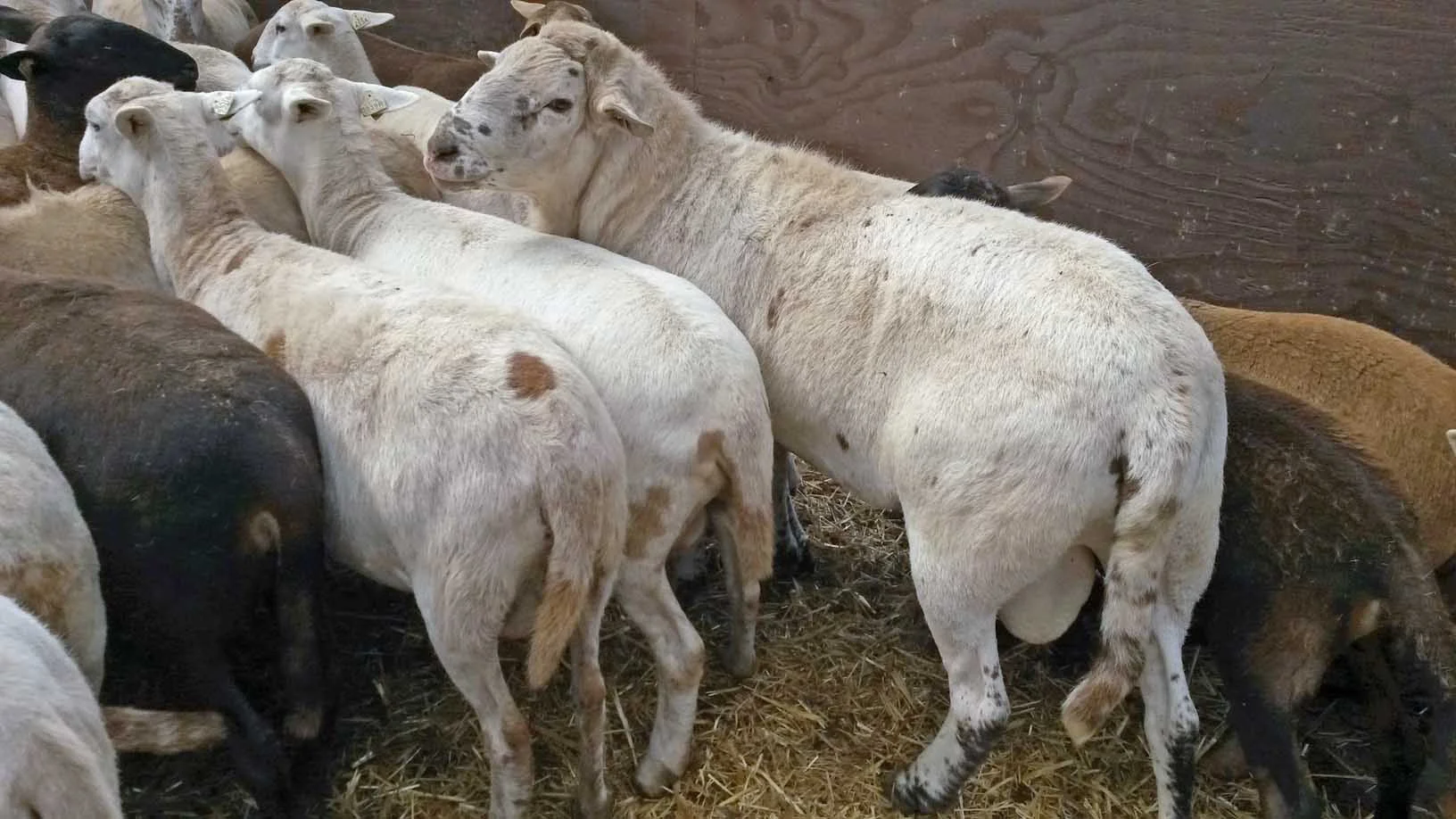 KRK 3317 is a 2013 son of Semper. He’s passing on his thickness and heavy muscle to his lambs. His daughters are producing well.