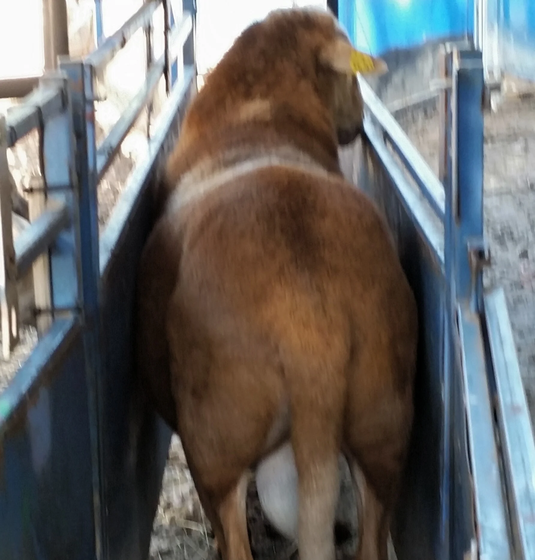 LDK 16-01 carries his muscling down well into his twist.