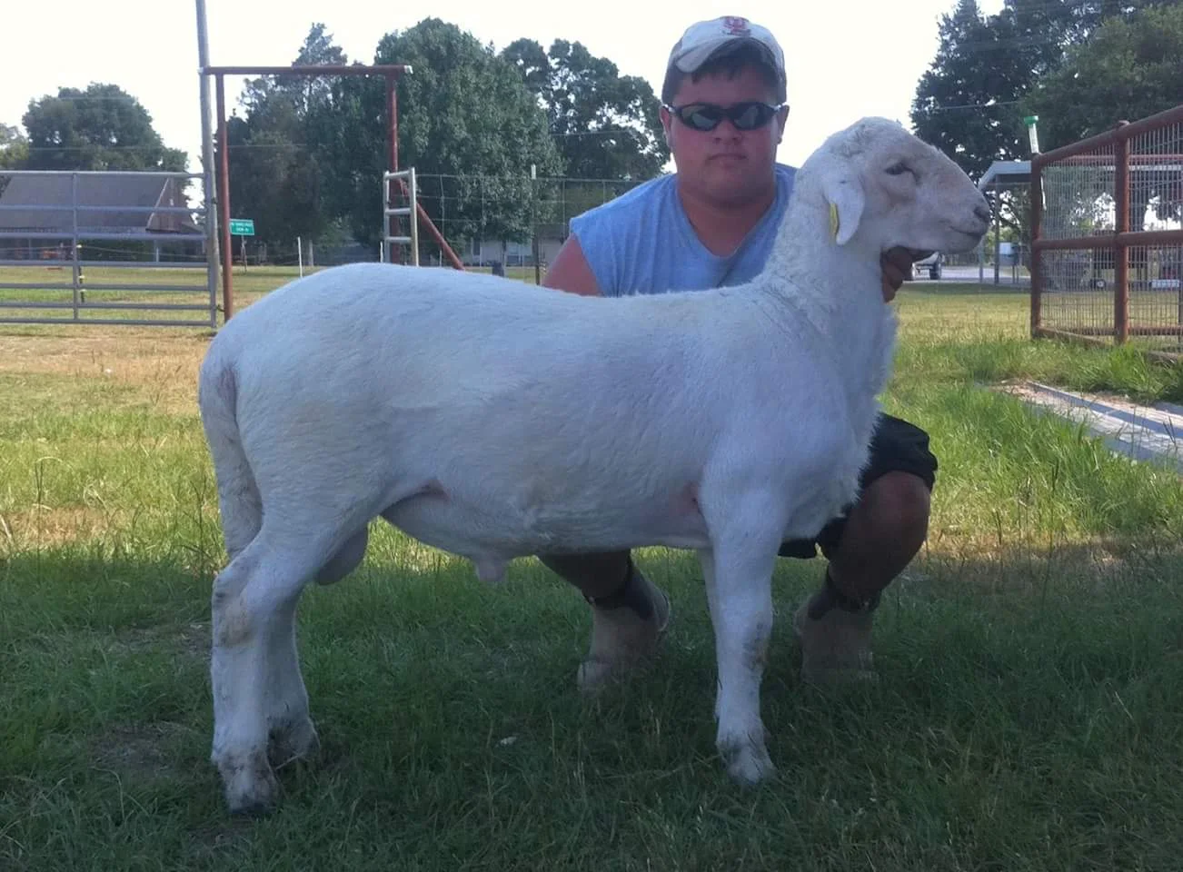Semper at 3 months, I used this pic to evaluate him. He had very correct legs and feet and I could tell he was going to have good hindquarters and loin. He’s certainly not disappointed me