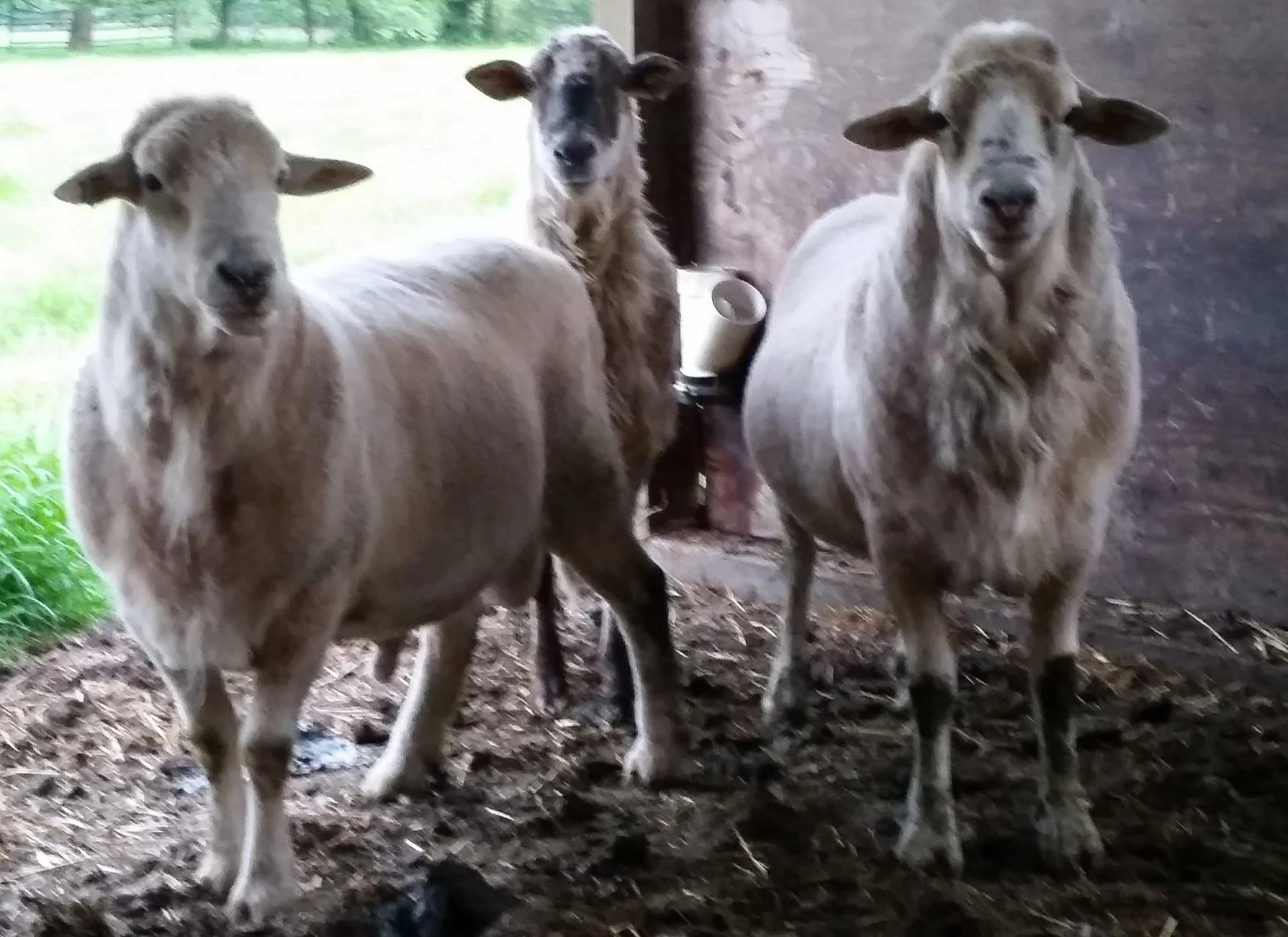 Semper on the left was the sole survivor of a thrill killing cougar that killed 11 pregnant ewes in one night