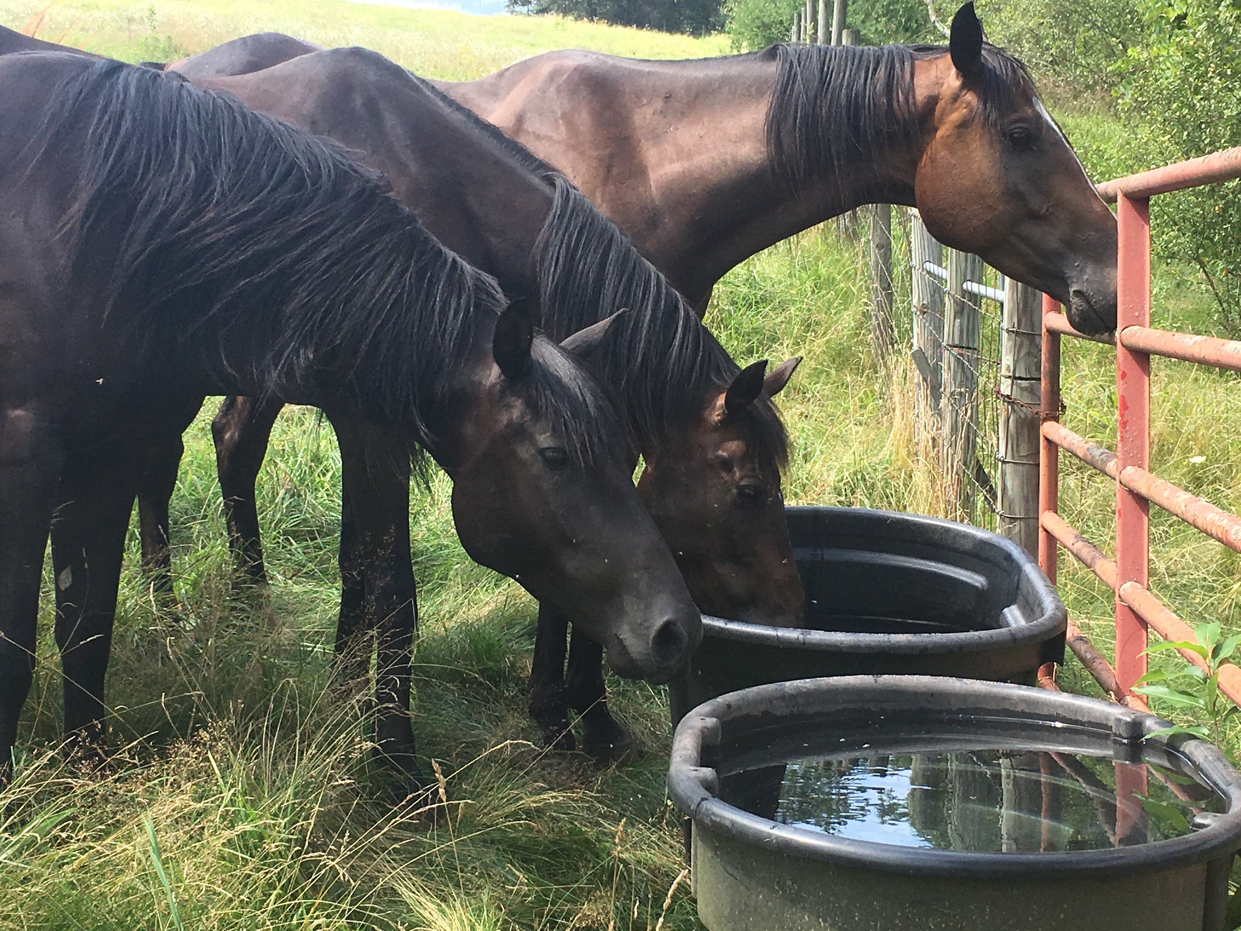 Lenten, Ra-Ra &amp; Leo wishing for a bigger water hole for wallowing.