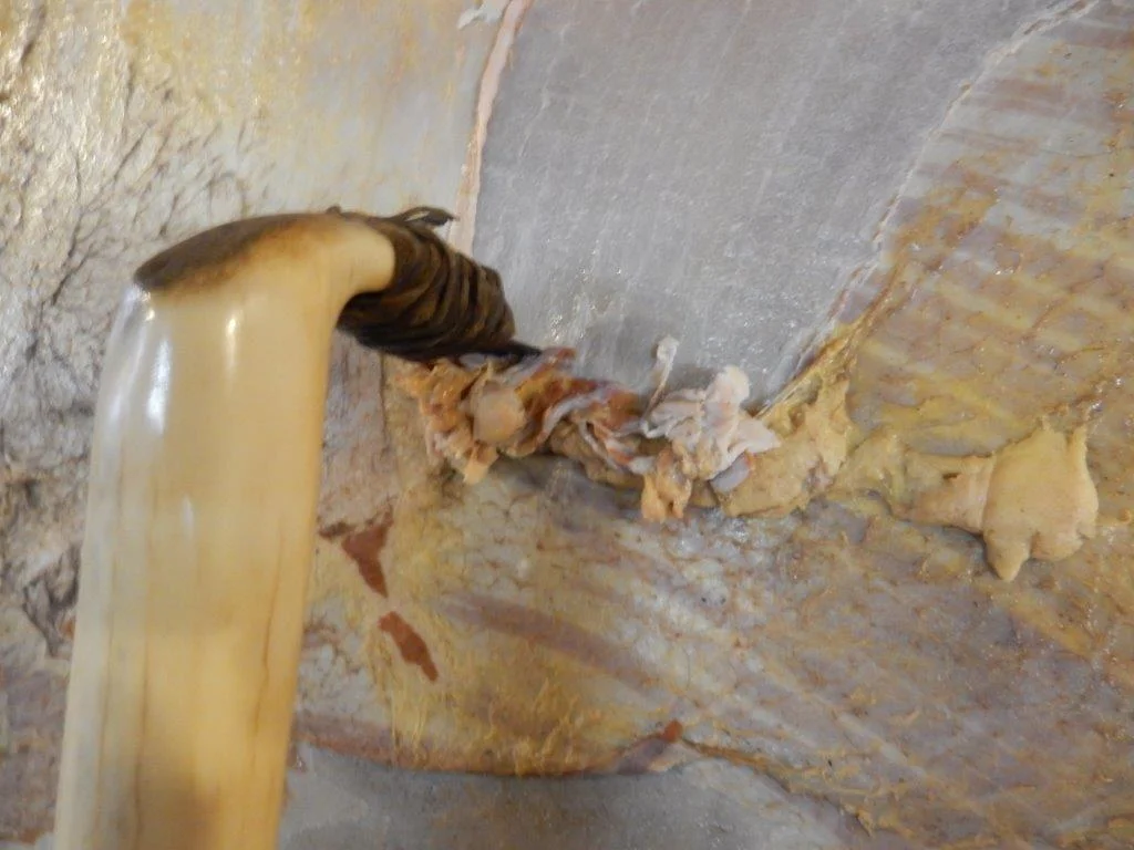 Scraping the fat and meat from the hide