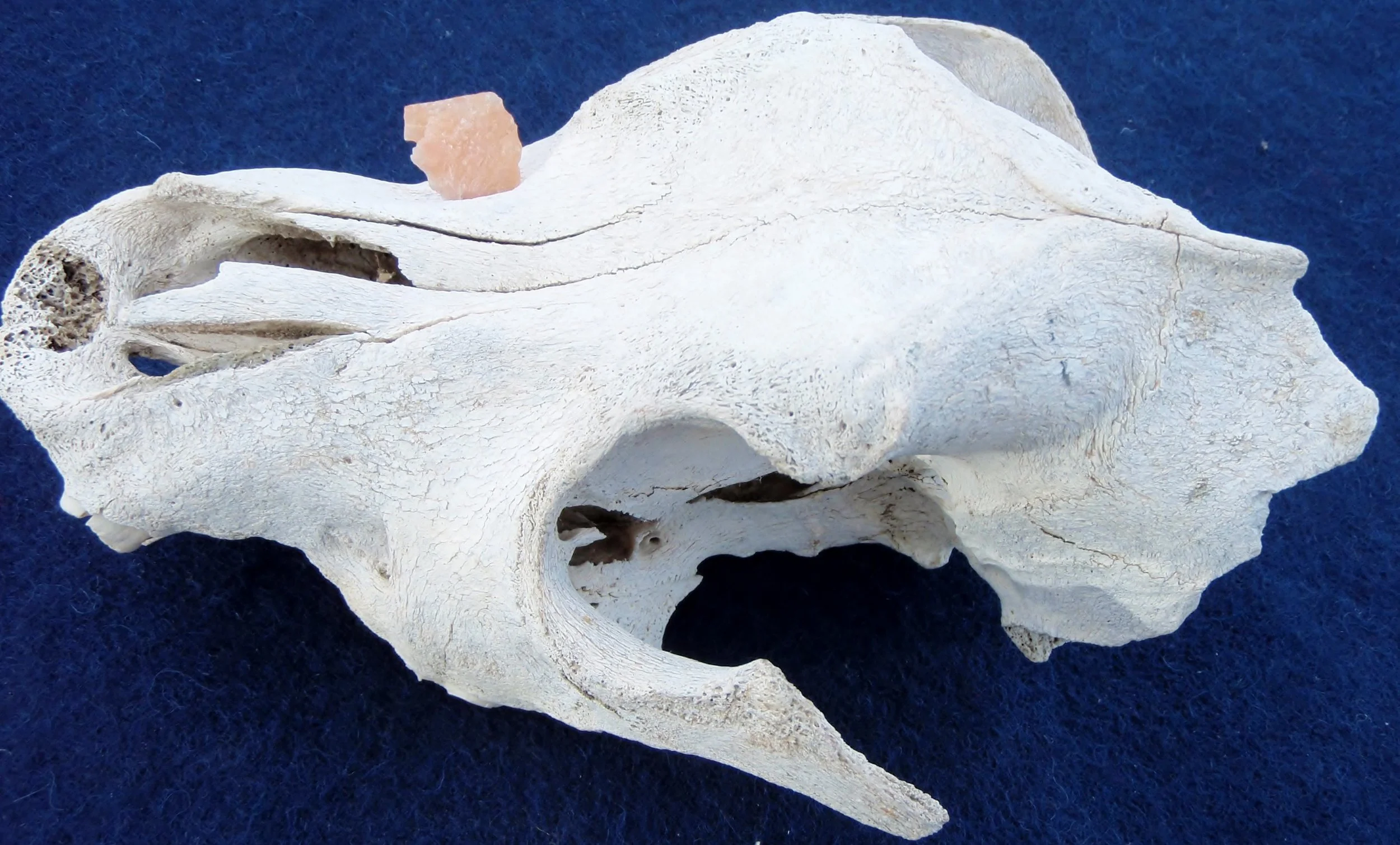 This bear skull with an imbedded stone arrow point was found near an old Indian camp.