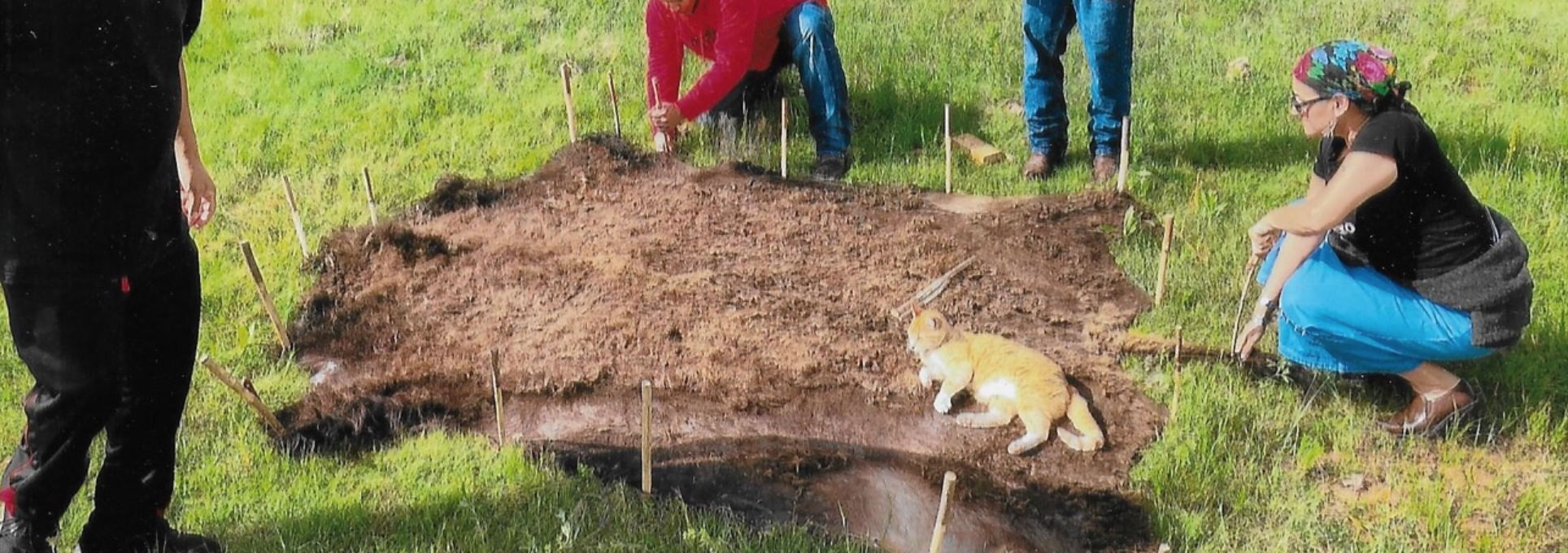 Staking a buffalo hide to stretch it flat.