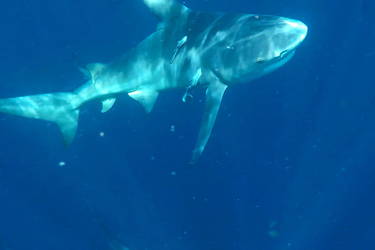  A bull shark swims in the waters of Jupiter, Fla. 