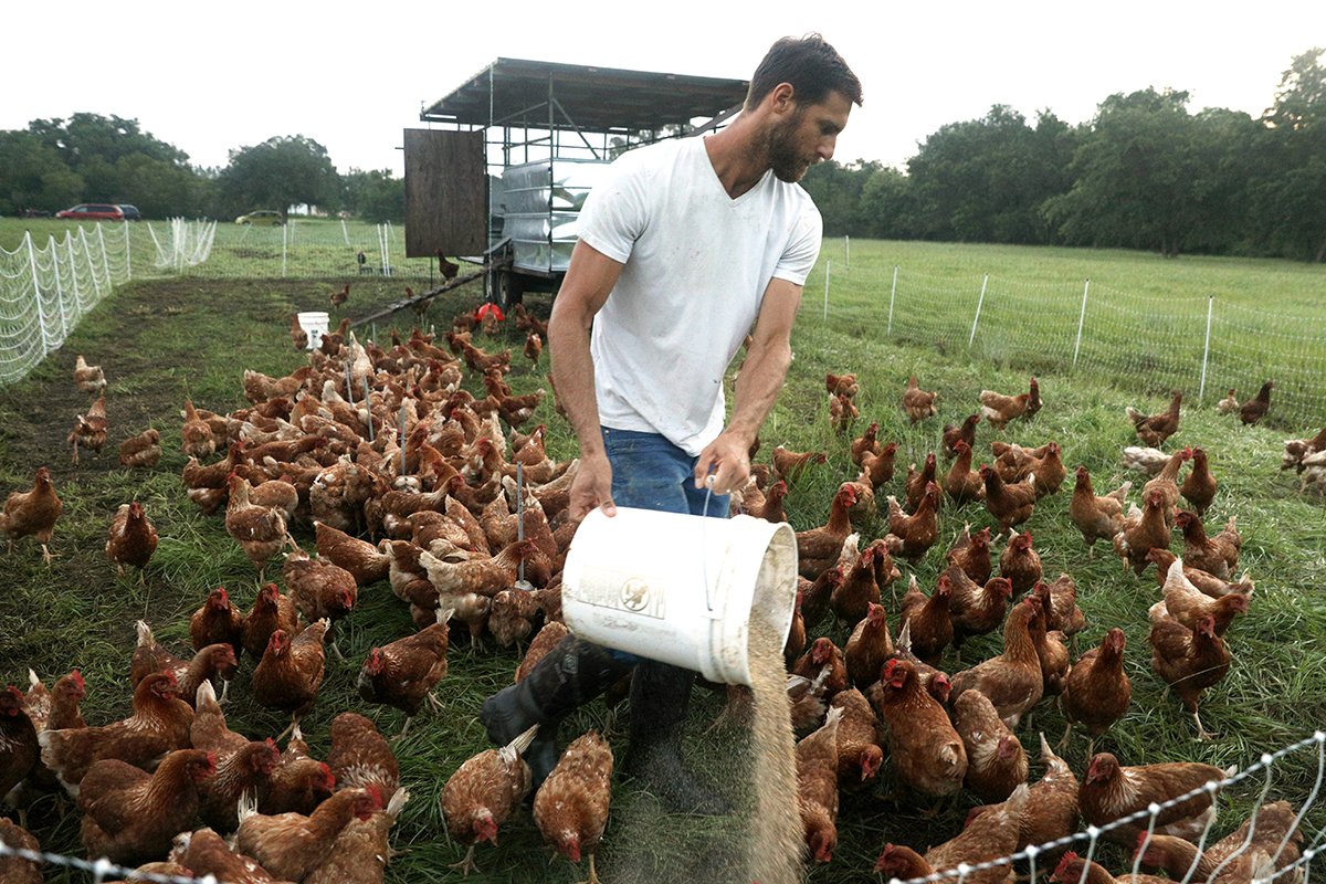   This Couple is Raising Three Daughters, Two Dogs — and 2,000 Chickens     Tim Clarkson, owner of Grove Ladder Farm in Sarasota, Fla., feeds his chickens. 