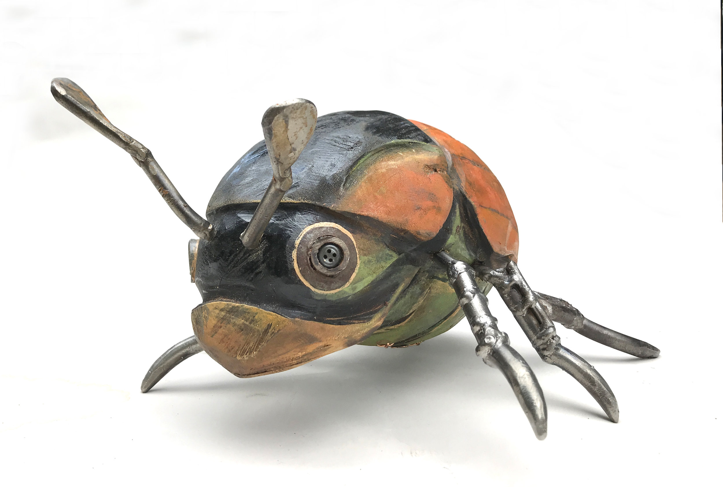 helmet beetle-06.JPG