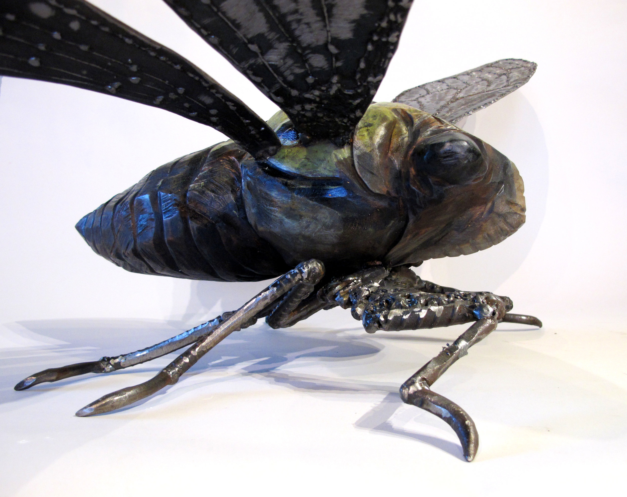 Cicada-09.jpg