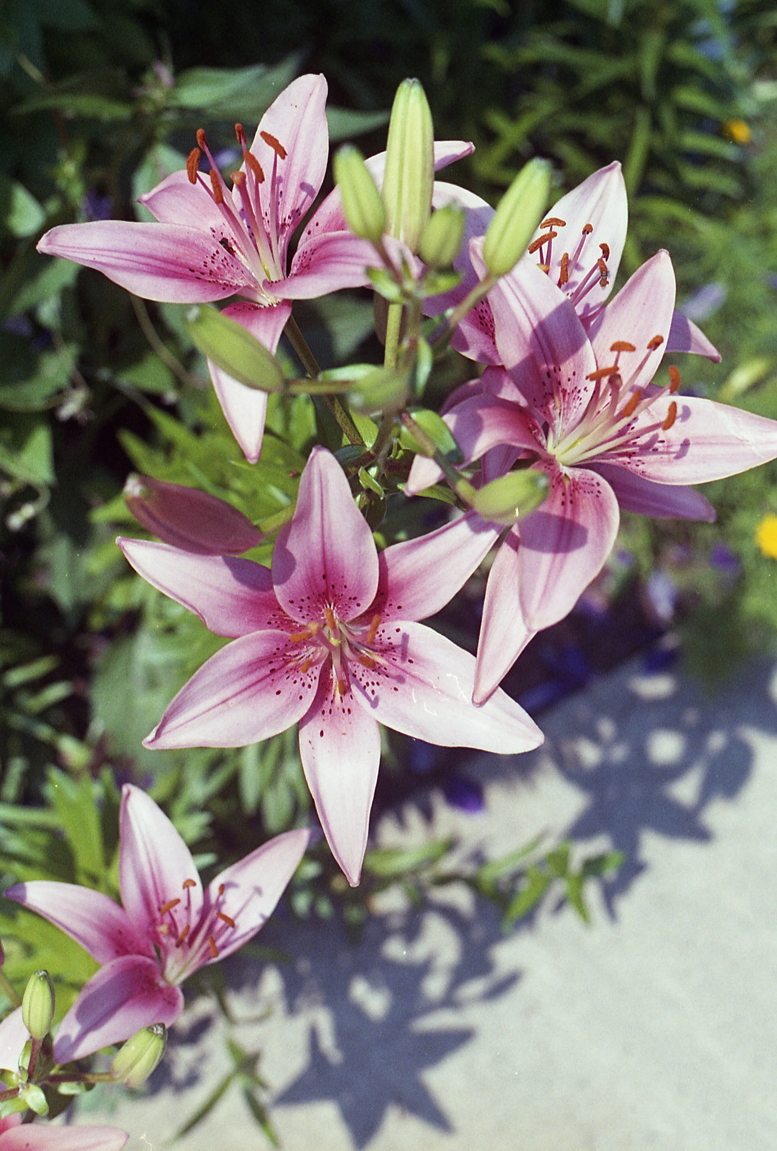 Cosina CS-2 Color Sample Image 5.jpg