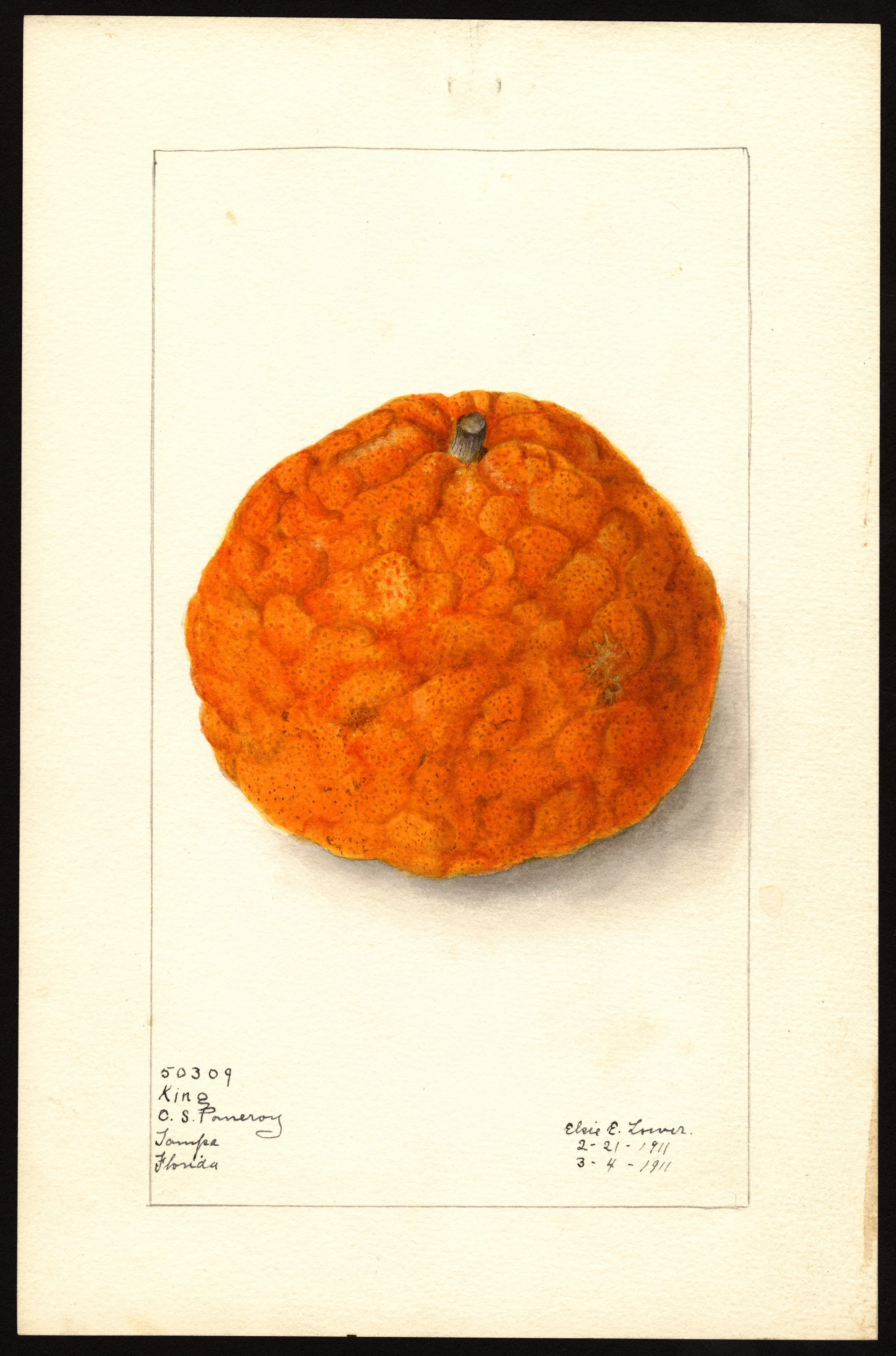 ELP USDA King Citrus.jpeg