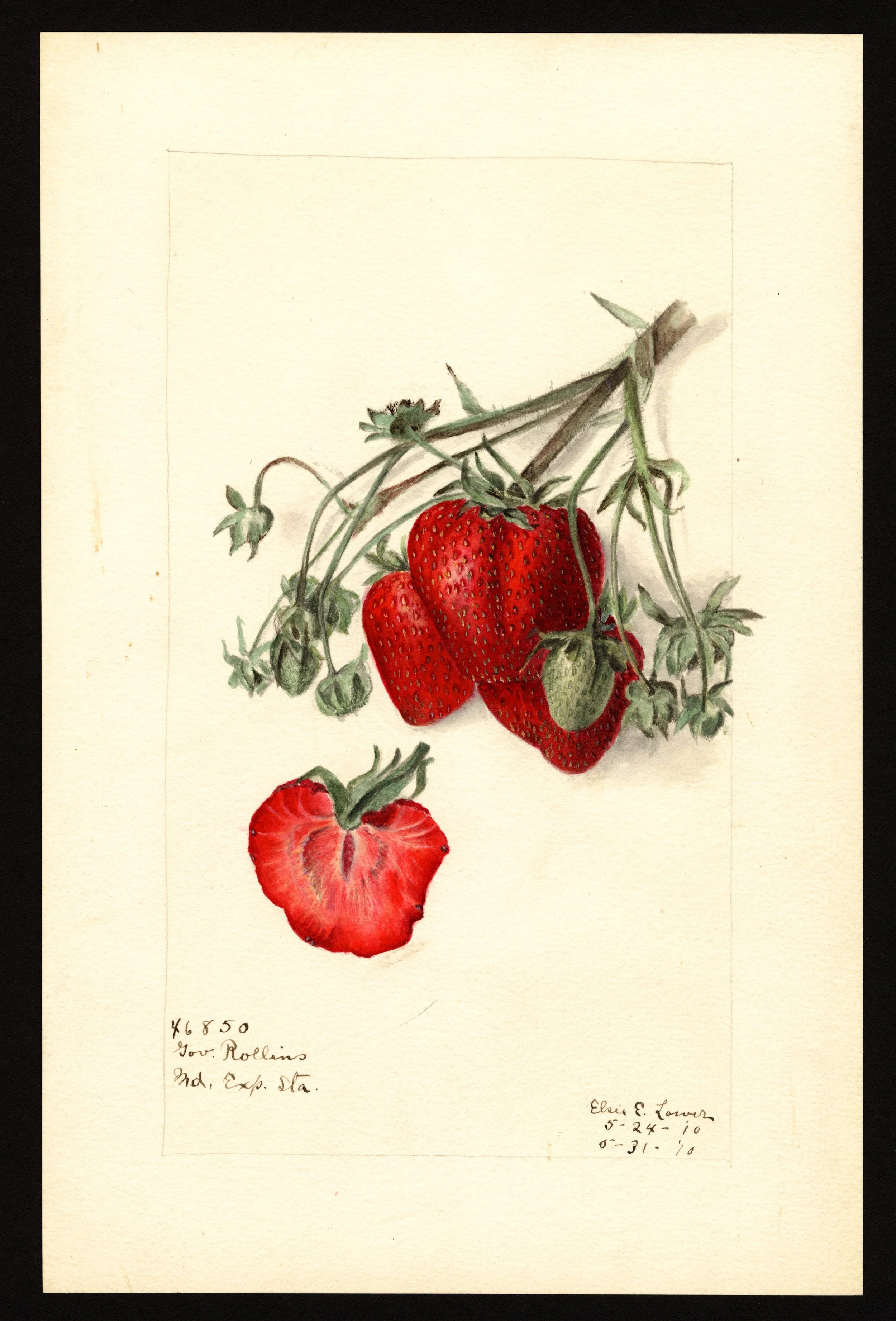 ELP USDA Govenor Rollins Strawberry.jpg