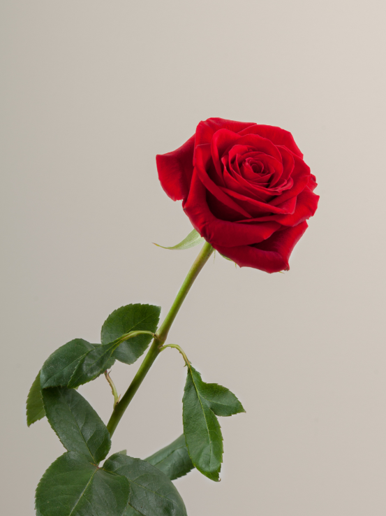 red rose.png