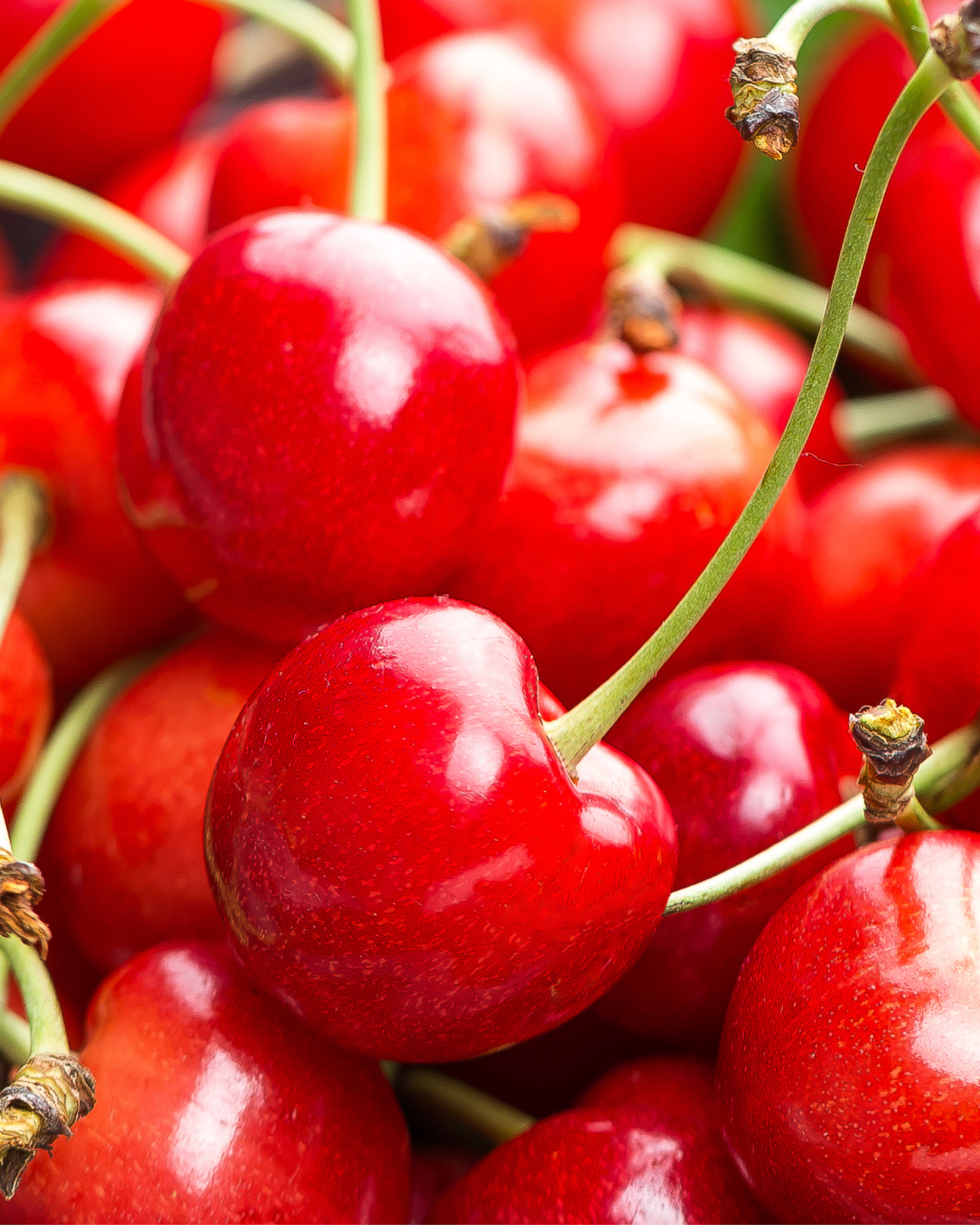 Sour Cherry Sorbetto