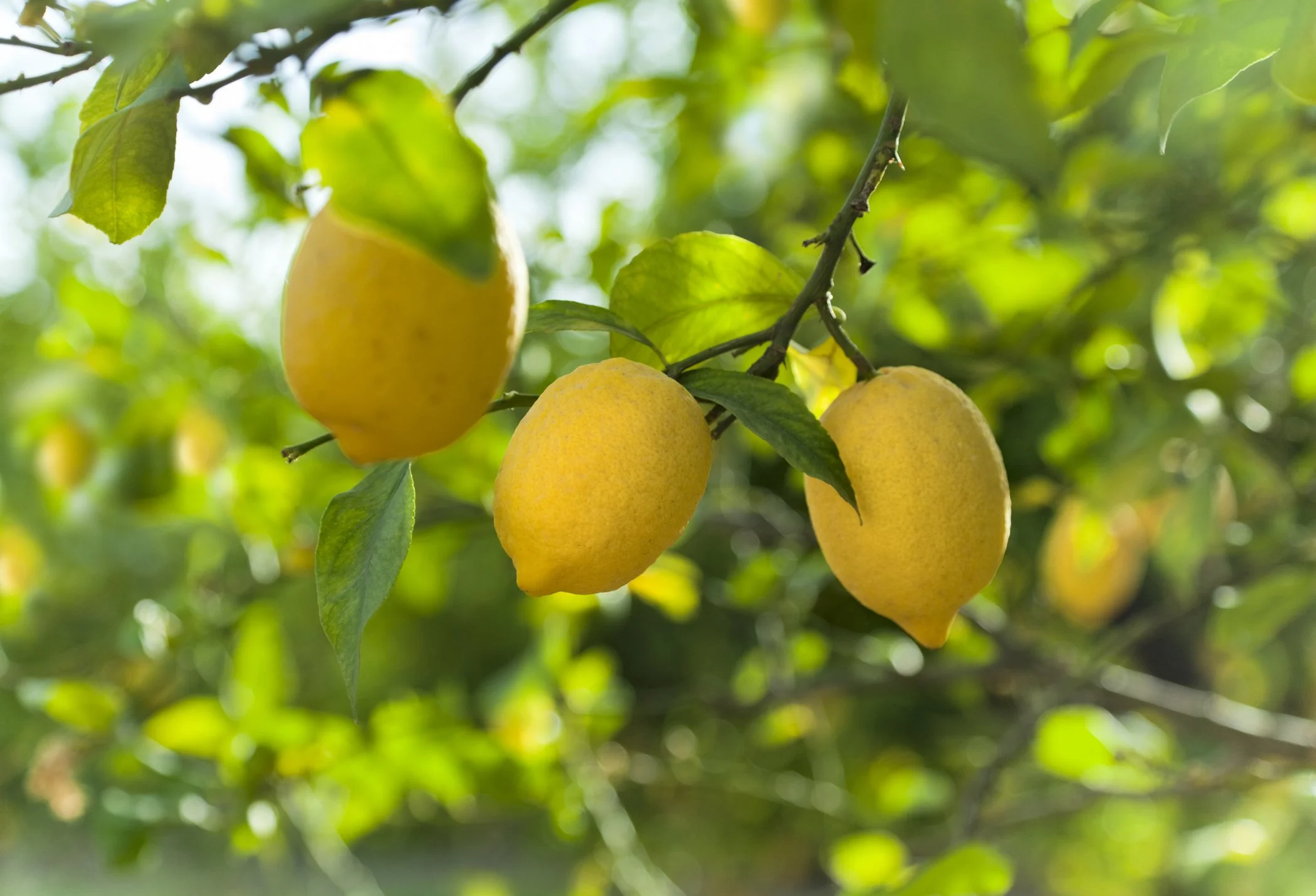 Little Sky Fresh Seasonal Flavours Lemons.jpg