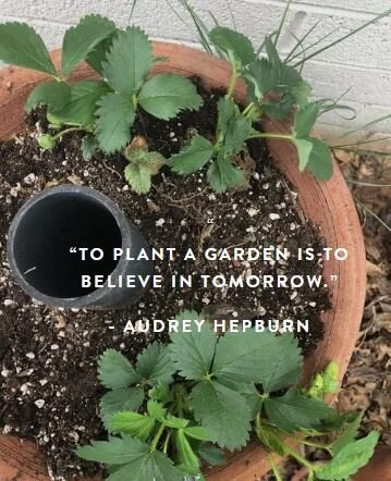 Week 11 - Trust:  Select seeds or transplants for an indoor or outdoor garden and plant them together. 