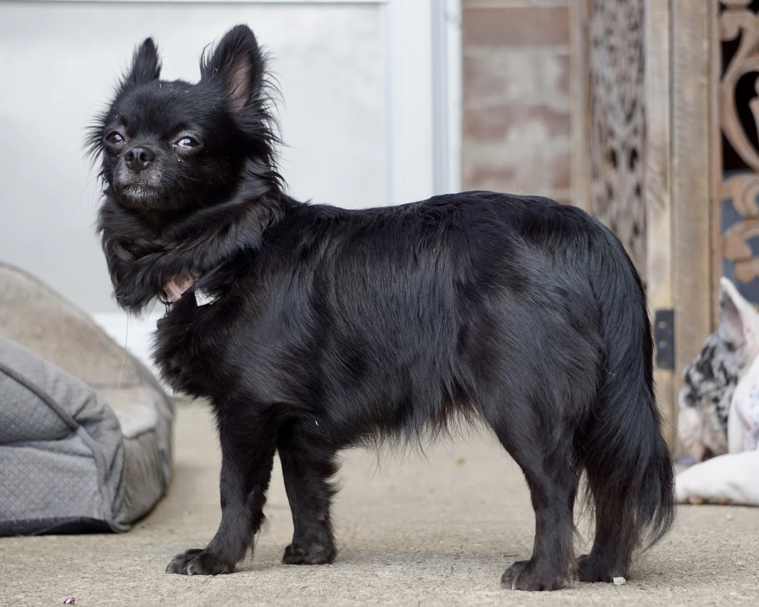 Adults — J.Wild French Bulldogs