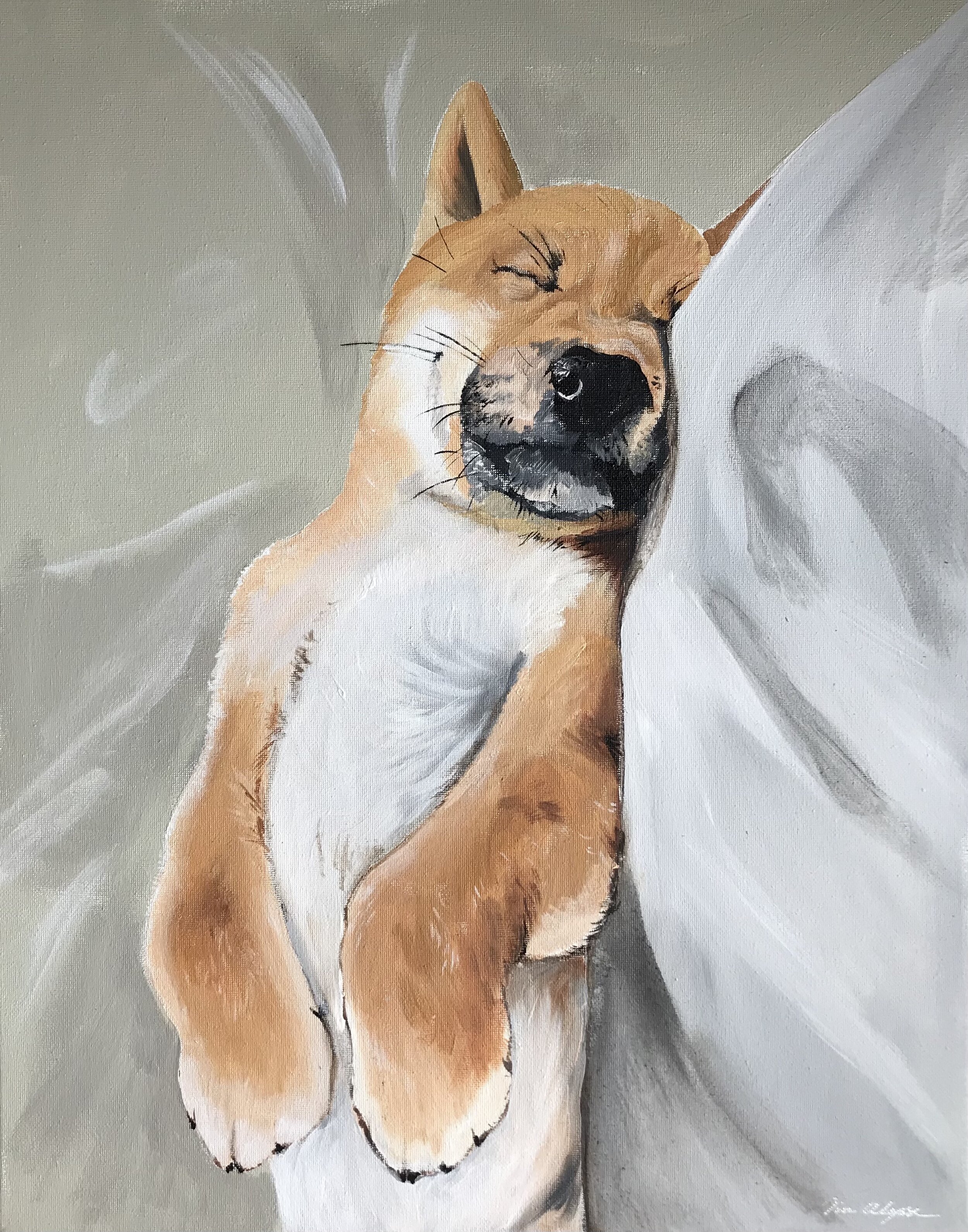 shiba.jpg