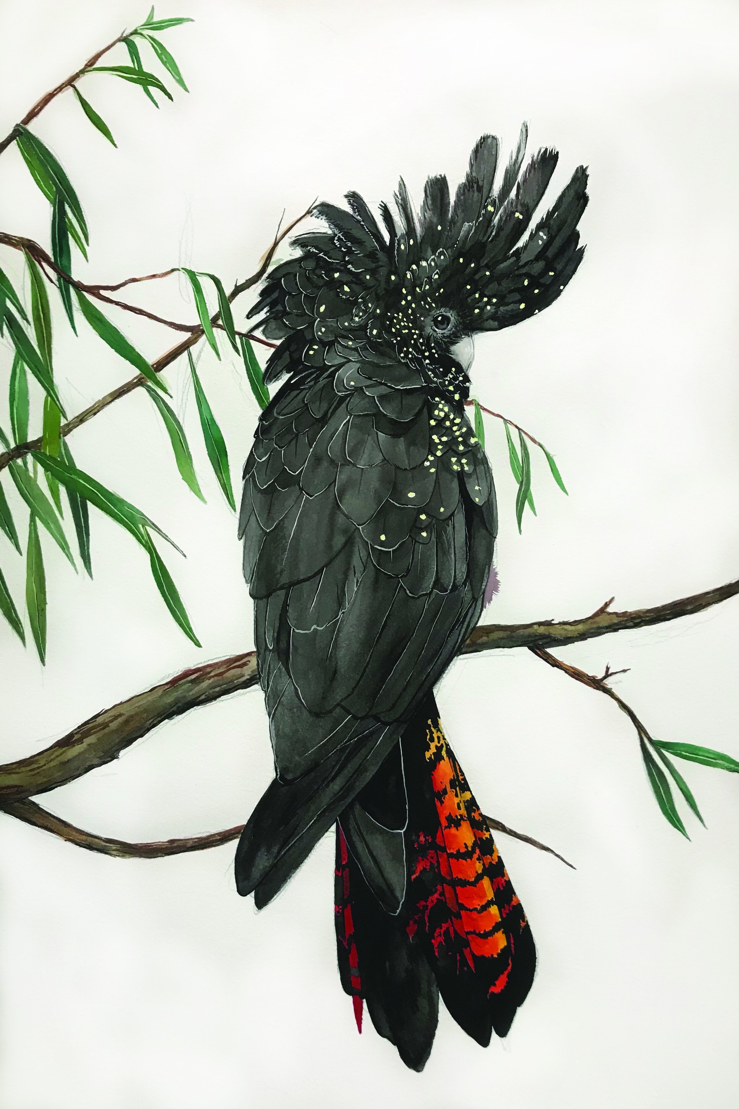 black cockatoo redtail.jpg