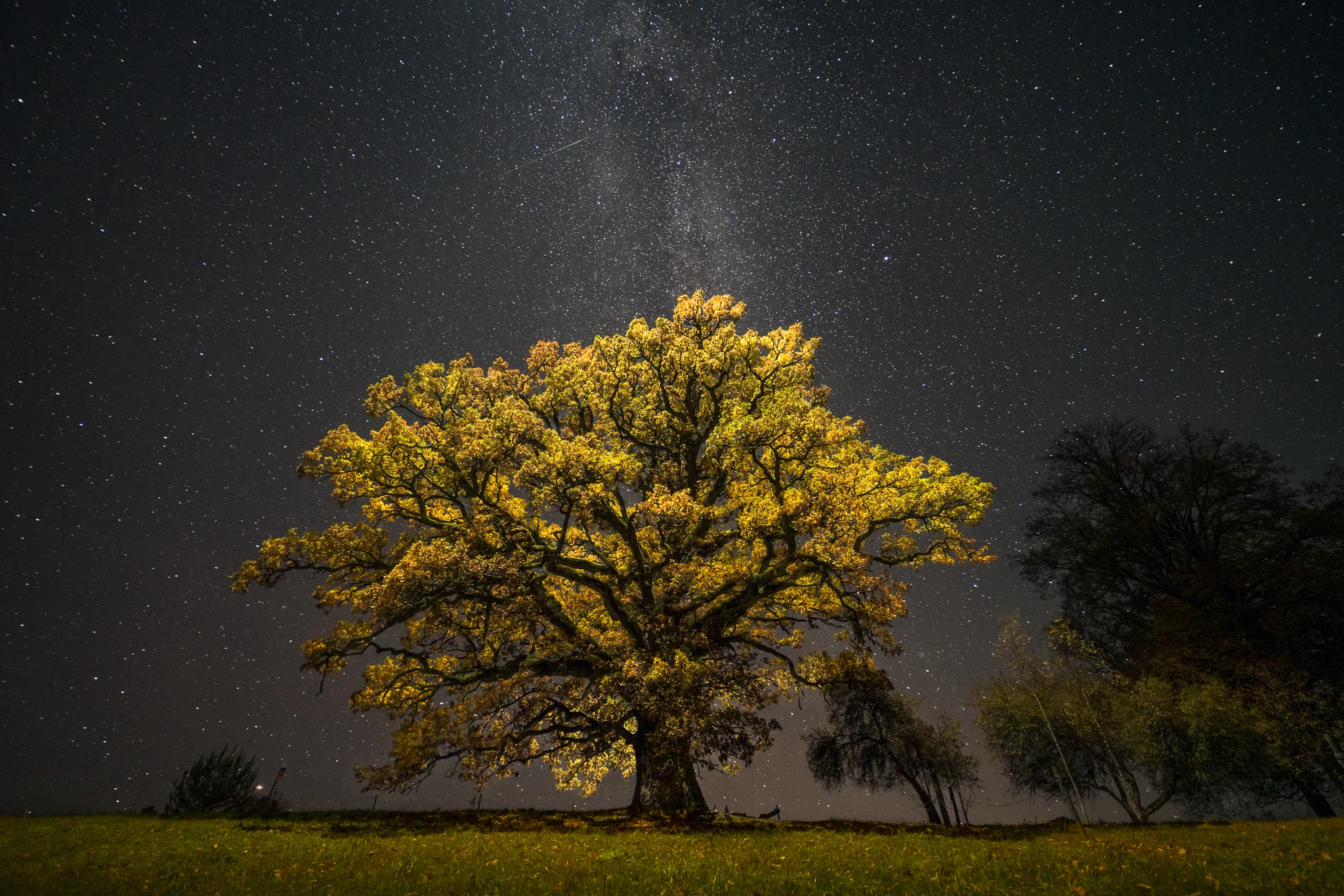 Golden Oak