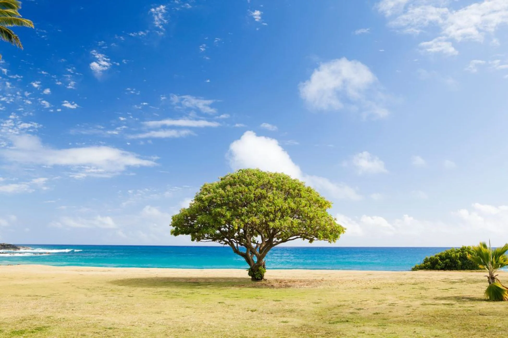 tree photo .jpg