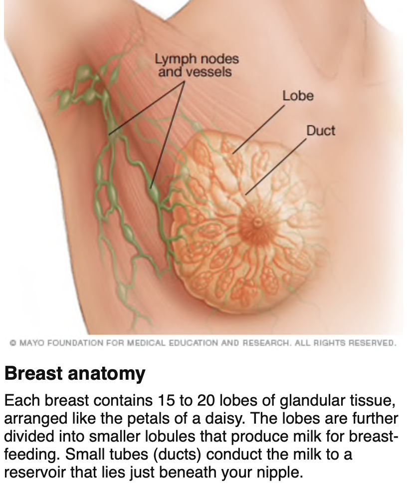 HOW Can AI help fight Breast Cancer?