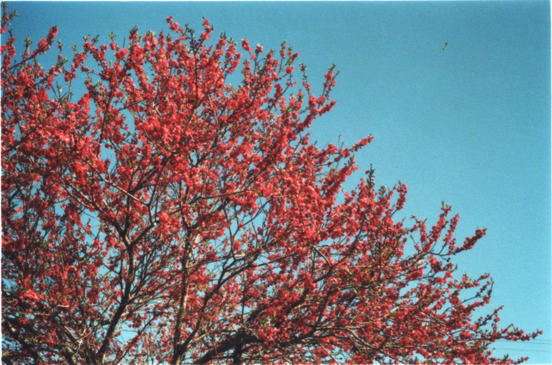 Tokushima, Garden