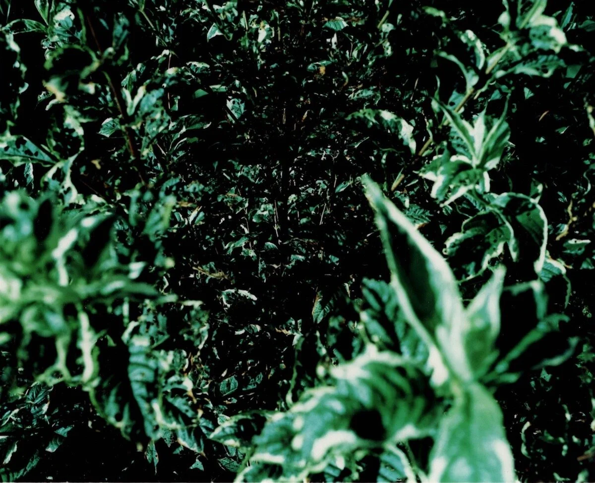  Tokushima, Garden  crossprocessing 