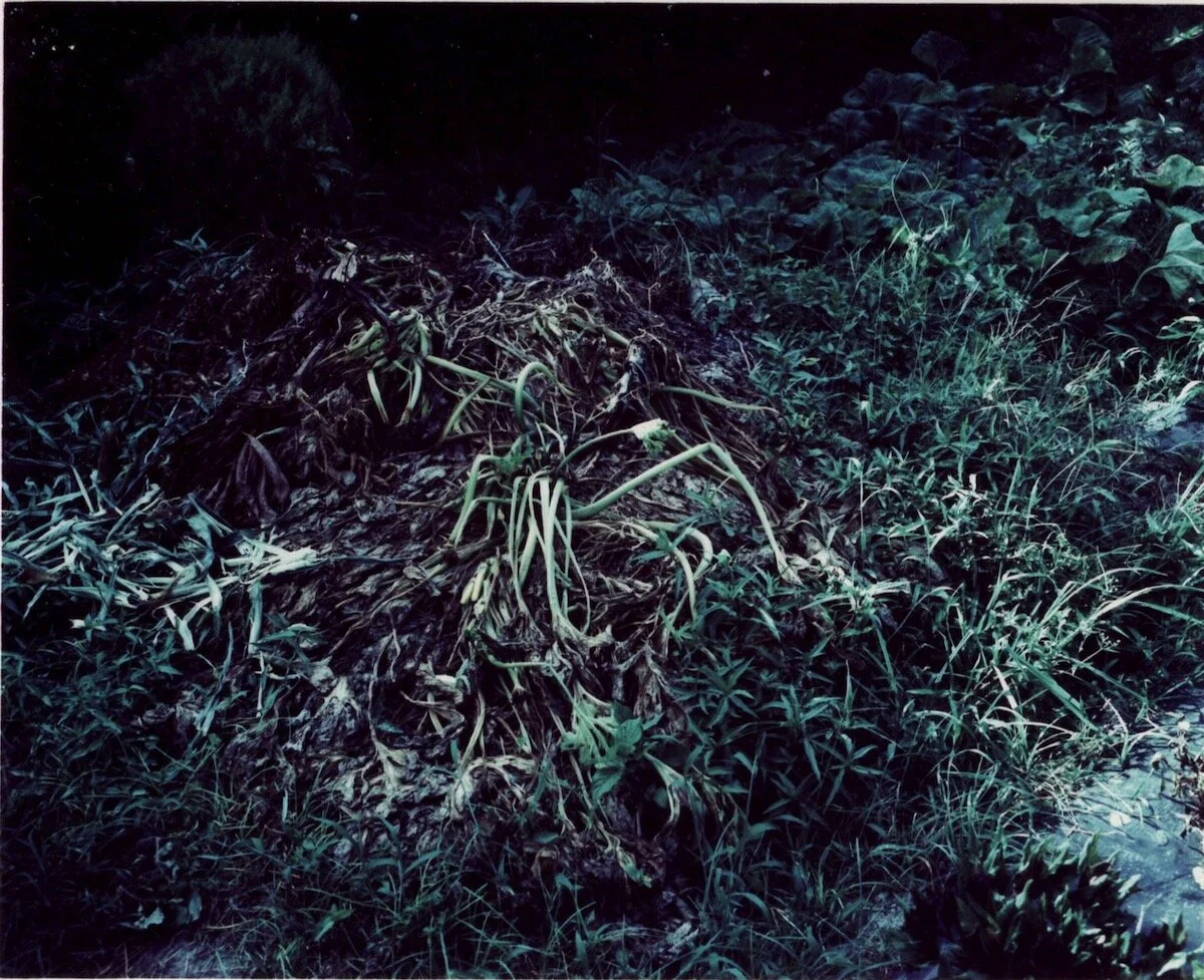  Tokushima, Garden  crossprocessing 