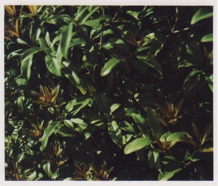  Tokushima, Garden 