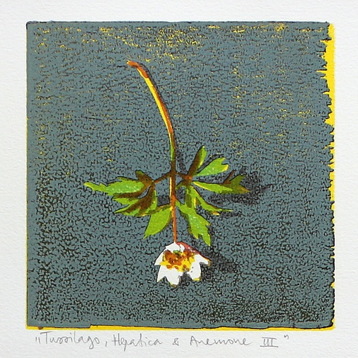 Tussilago%2C%2BHepatica%2B%26%2BAnemone%2BIII.jpg