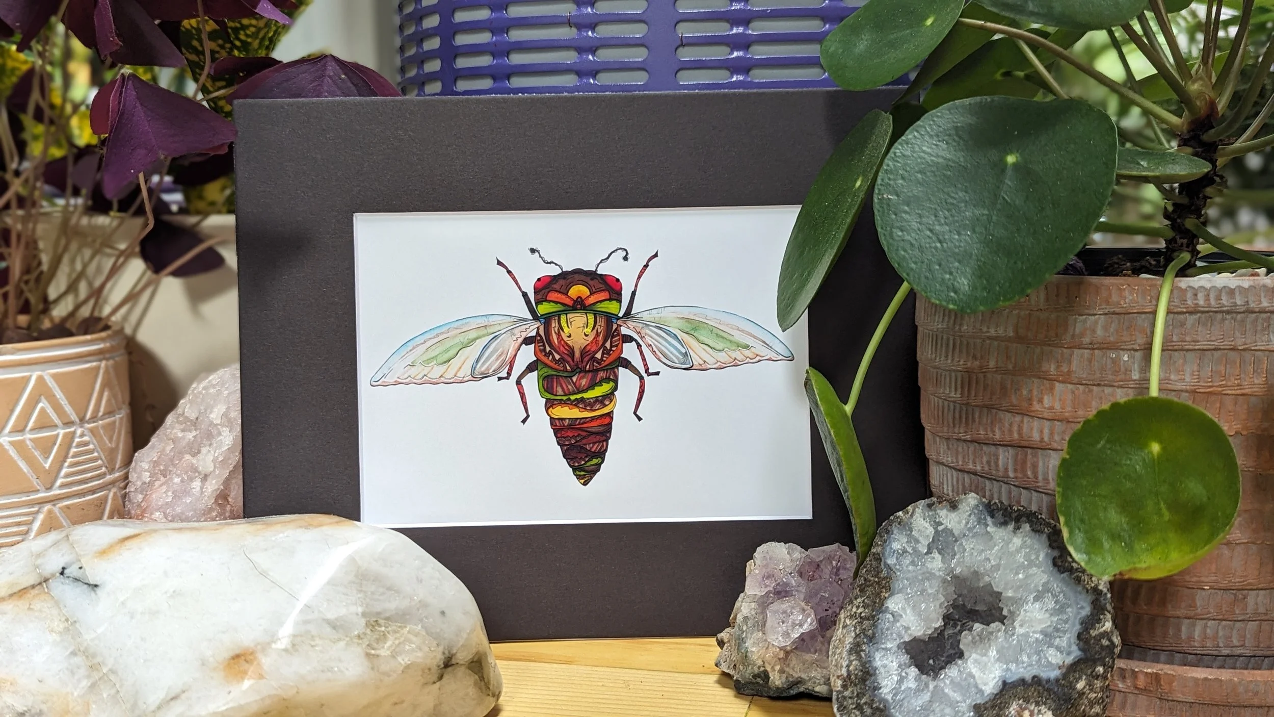 Lestari the Everlasting Cicada (flying)