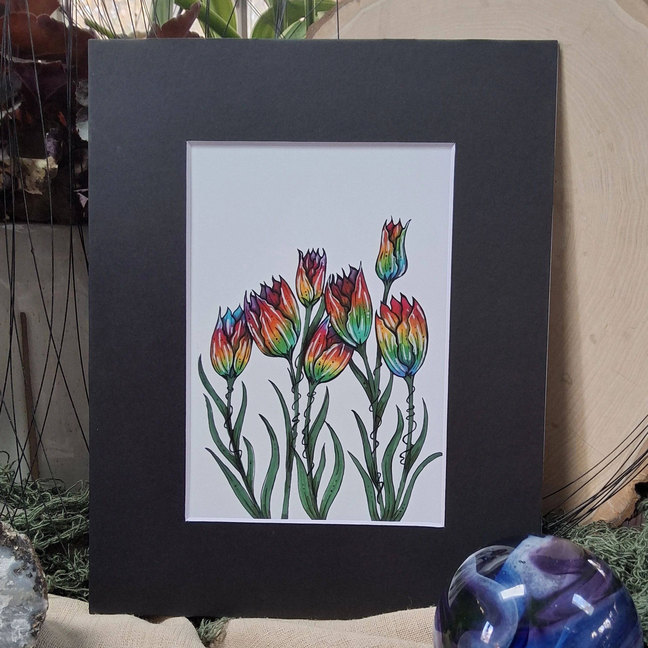 Rainbow Tulips