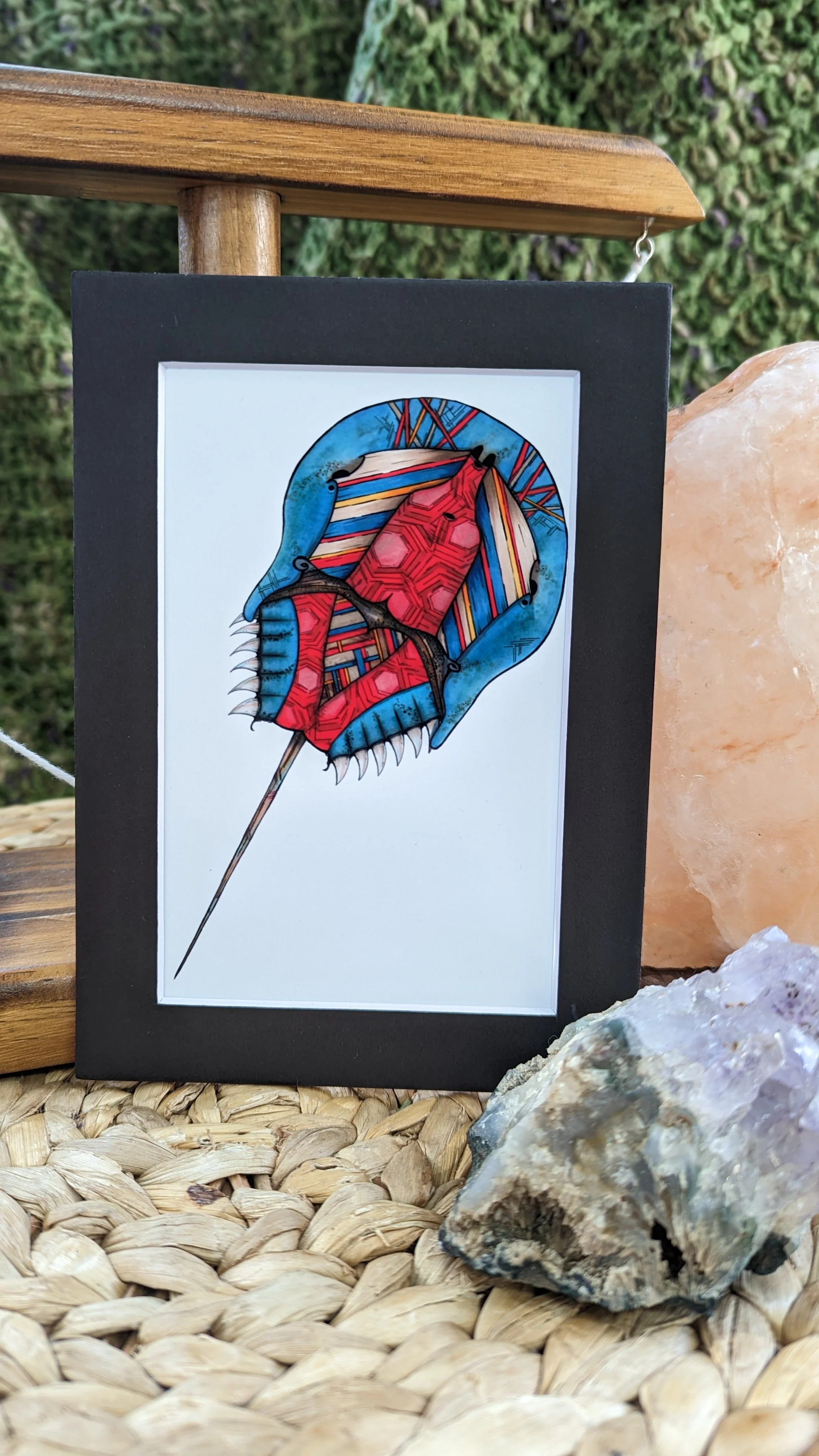 horseshoecrab Murphy 4x6.jpg