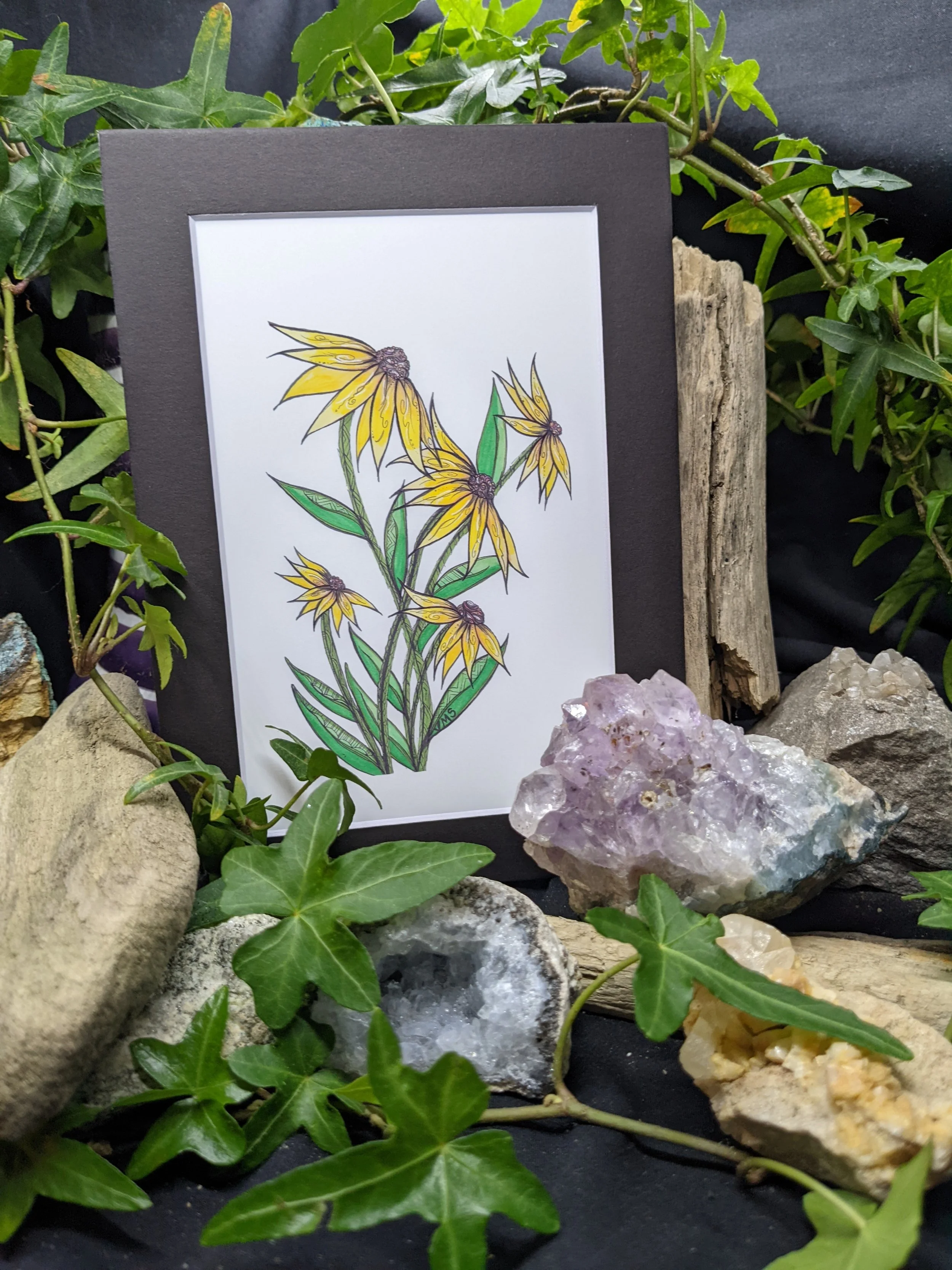 blackeyed susan Suzi B 4x6.jpg