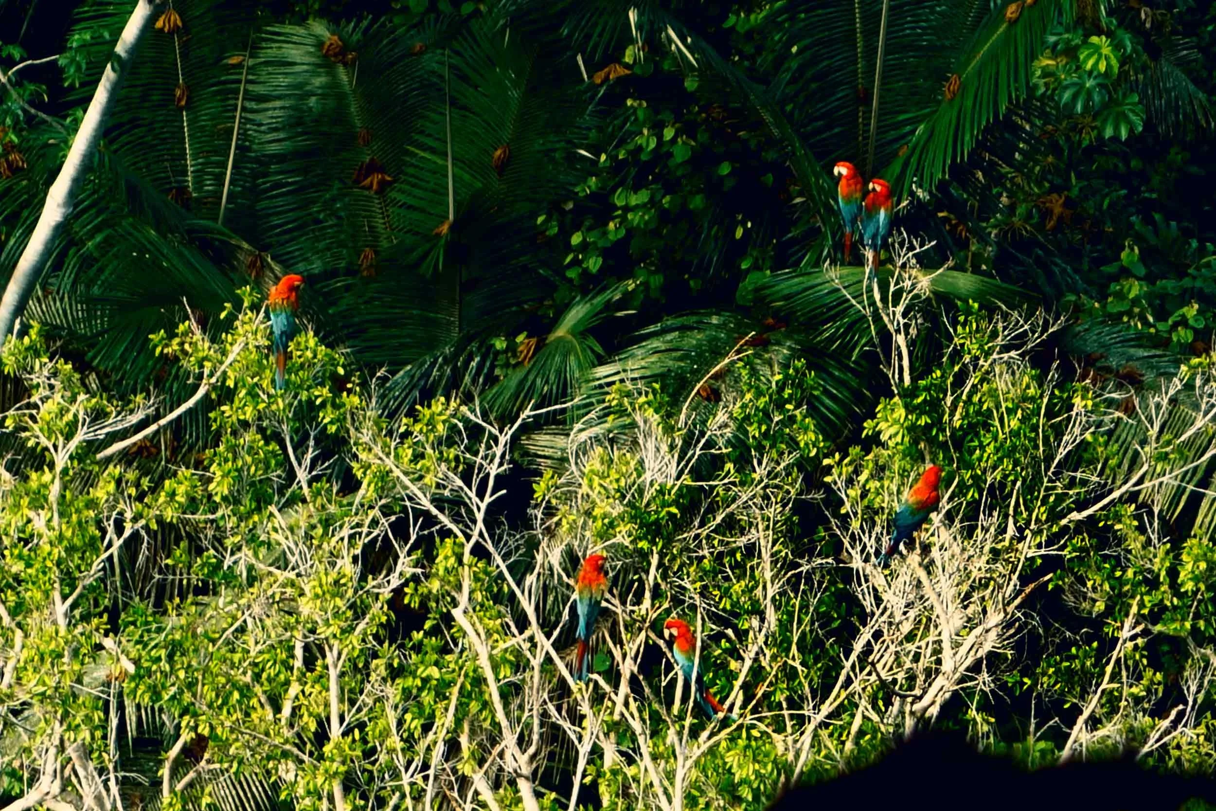 amazon-madidi-rainforest-macaws.jpg