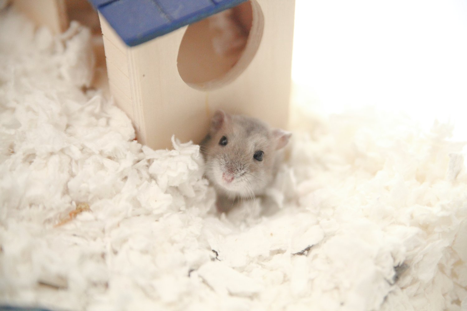 Syrian Hamsters in Singapore: Care & Prices [+ Expert Tips]
