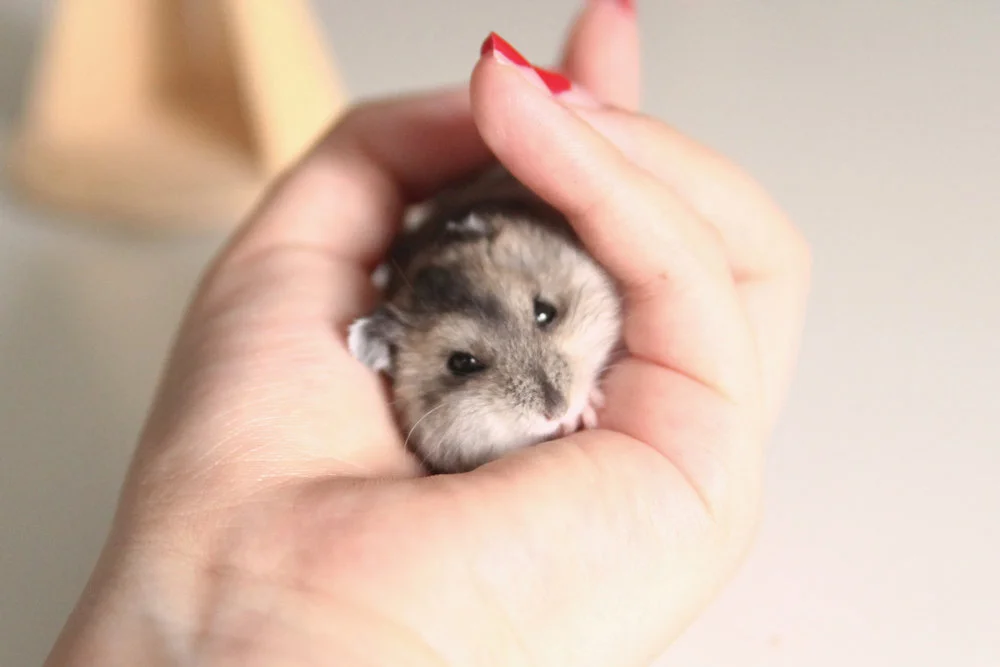 Adoption Gallery Hamster Society Singapore