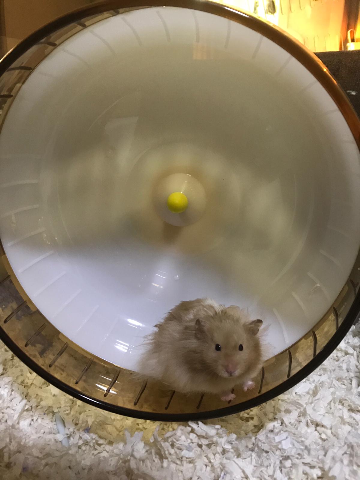 hamster wheel large 