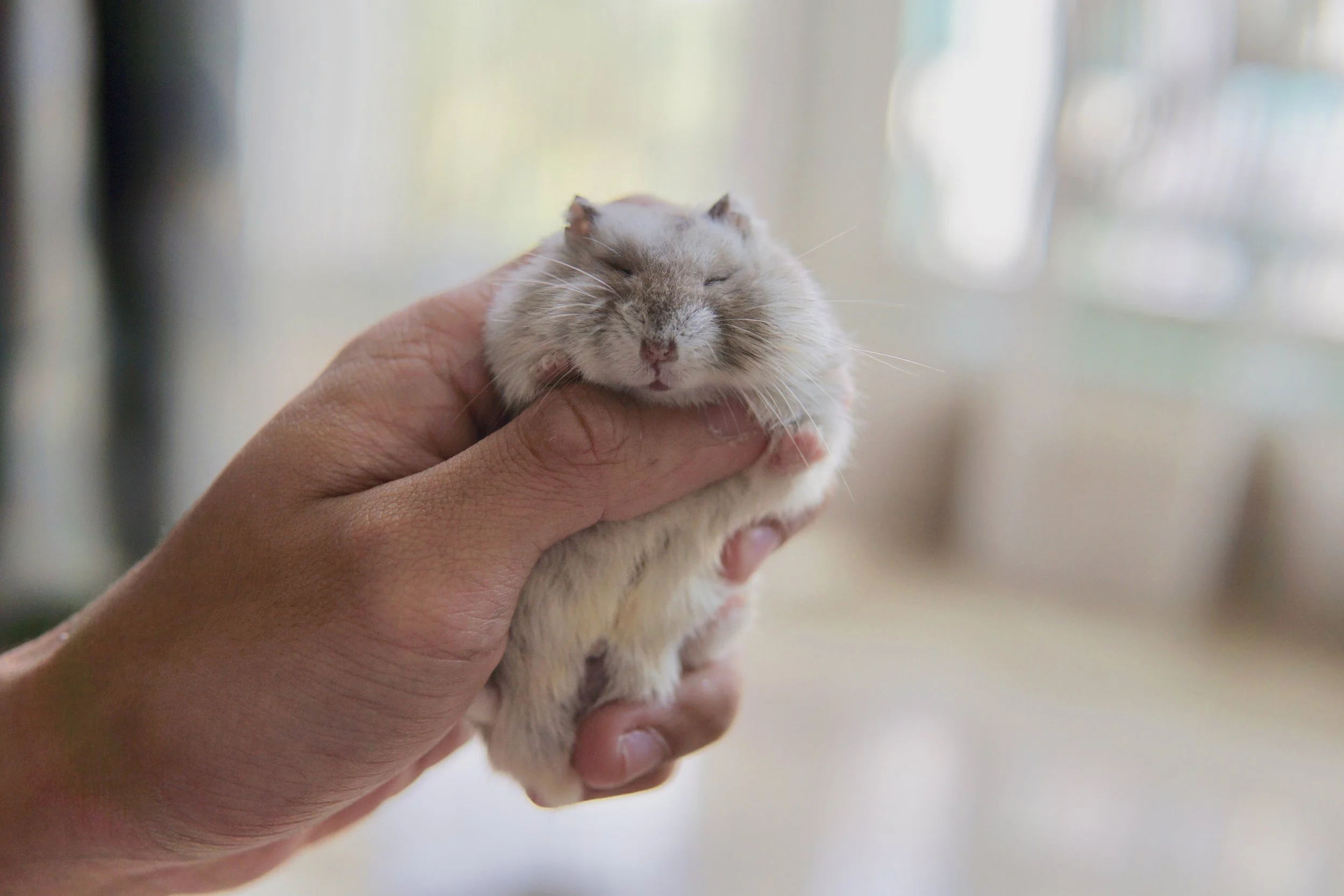 Kristoff aka ELSA (Adopted)