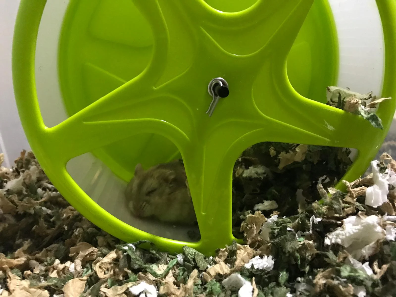 savic hamster wheel